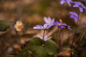 Anemone hepatica (common hepatica, liverwort, kidneywort, pennywort) Flowers, Spring, Forest, Finland Anemone hepatica (common hepatica, liverwort, kidneywort, pennywort) Flowers, Spring, Forest, Finland